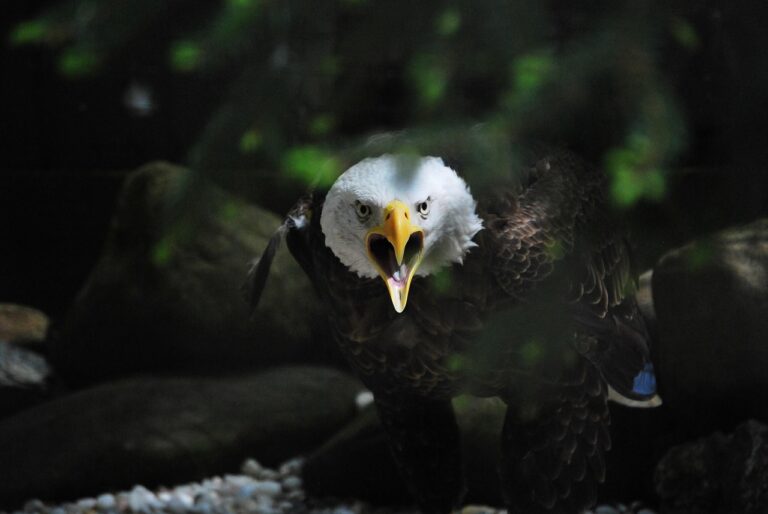 Nahaufnahme einer American Eagle Goldmünze als sichere Edelmetallanlage