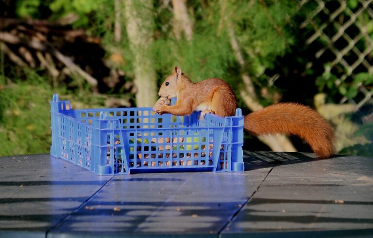 Goldbarren und Münzen als Anlagegold gemäß gesetzlicher Bestimmungen und Reinheitsanforderungen