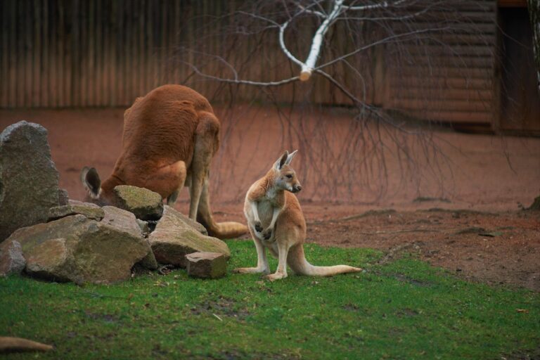 Känguru Goldmünze mit wechselndem Design und hohem Sammlerwert aus Australien